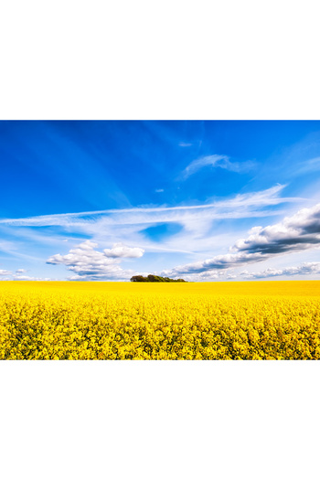 media Forest in rapeseed field sticker, 220 x 135 cm