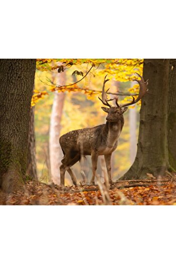 media Wallpaper Animal32 Deer, 300 x 250 cm