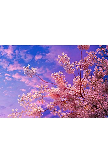 media Cherry blossoms wallpaper4, 200 x 150 cm
