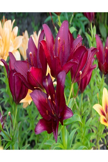 media Wallpaper Flowers77, 200 x 255 cm
