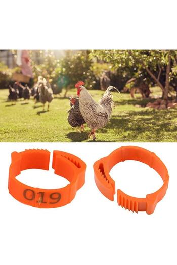 OEM Set of 100 chicken rings, Orange