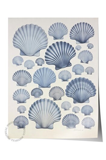 Postifull Frameless Wall Poster, Seashells, Illustration, Blue Color Poster, 2025 Summer Selection, No:1096