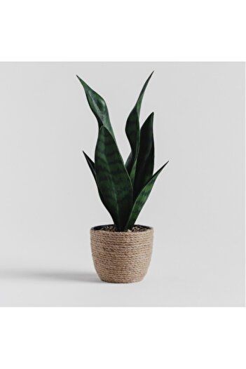 HomeVibes Floare decorativă timbru