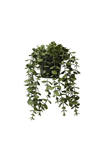 HOMİNG Homing Potted Hanging Eucalyptus Mixed Color Pot 28 cm 241590