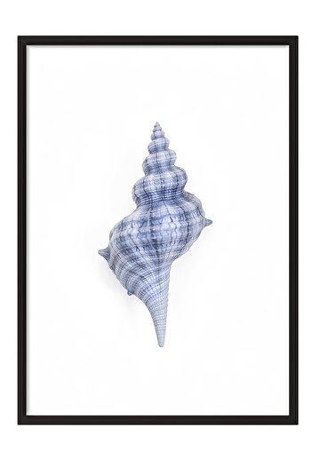Postifull Black Framed Poster, Seashell, Illustration, Blue Color Poster, 2025 Summer Selection, No:109579