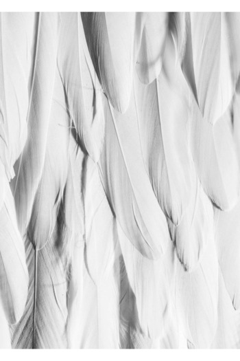 Harikabirev Amazing | Gold-White-Black Wing Combination(Wings) | Plexiglass Framed Mdf Plksmdf