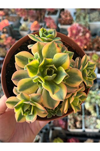 SukuLand Aeonium Starburst Kore Ithal Koleksiyonluk Özel Tür Sukulent 15cm Anaç Saksıda