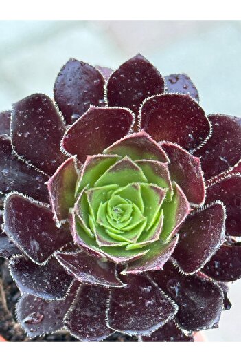 SukuLand Aeonium Vodoo siyah renk özel tür sukulent 5,5cm saksıda