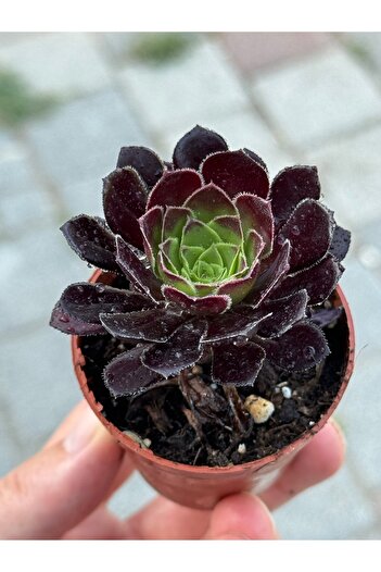 SukuLand Aeonium Vodoo siyah renk özel tür sukulent 5,5cm saksıda