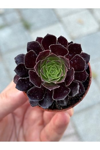 SukuLand Aeonium Vodoo siyah renk özel tür sukulent 5,5cm saksıda