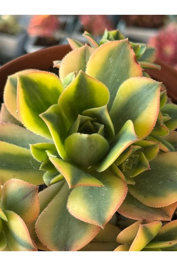 SukuLand Aeonium Starburst Kore Ithal Koleksiyonluk Özel Tür Sukulent 15cm Anaç Saksıda