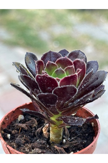 SukuLand Aeonium Vodoo siyah renk özel tür sukulent 5,5cm saksıda