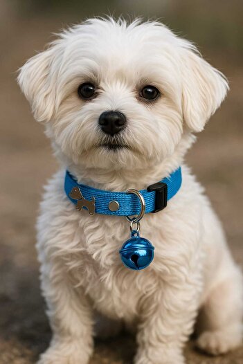 MIT Dog Figure Collar with Bell