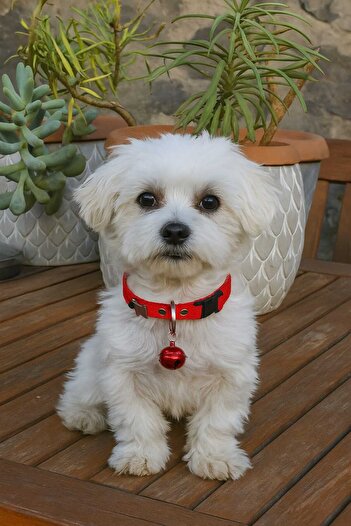 MIT Dog Figure Collar with Bell