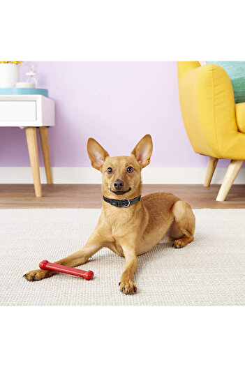 MASBRILL reflective dog leash, neoprene/nylon, orange, S, 35-40 cm