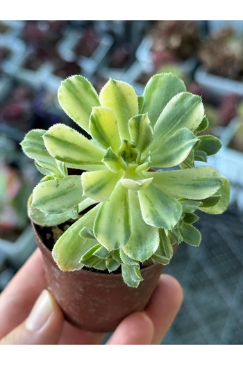 SukuLand Aeonium Suncup Koleksiyonluk Özel Tür Sukulent (5,5CM SAKSIDA)