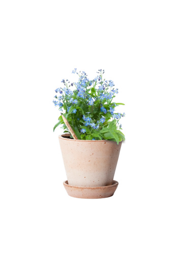 Natural Creion plantabil Sprout, NU MĂ UITA