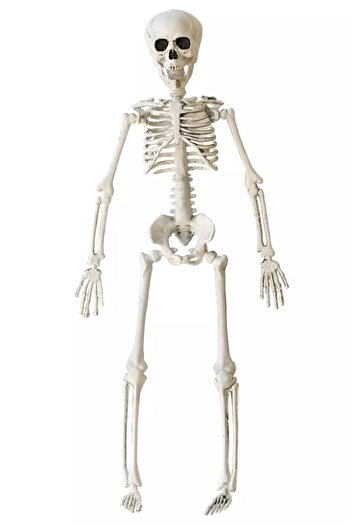 BeySüS Halloween İskelet Şekil Alabilen 40 cm