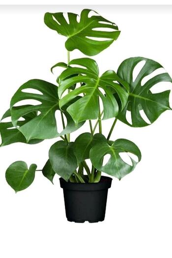 Genel Markalar Monstera Deliciosa Deve Tabanı Bitkisi 40-50 Cm