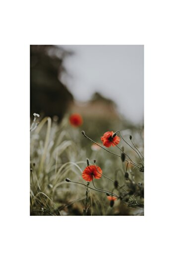 OEM Canvas Painting 'Poppies Dancing in the Summer Wind', Red, Nature, Green, Delicate, Floral, 50 x 50c