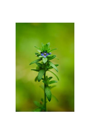 OEM Tablou Canvas, Albastru delicat in verde imens, floare, mica, natură, fragilă, albastră
