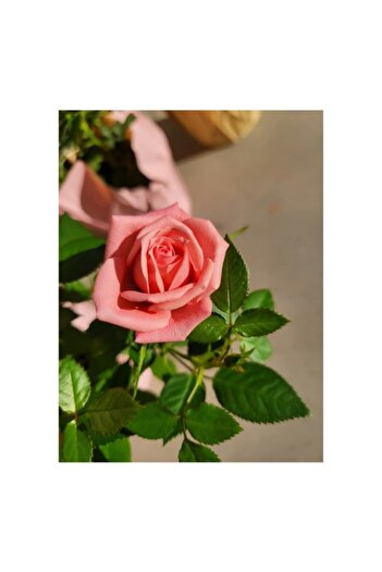 OEM Canvas Painting, 'The Rose of Delicate Colors of Love', Elegance, Simplicity, 50 x 50 cm