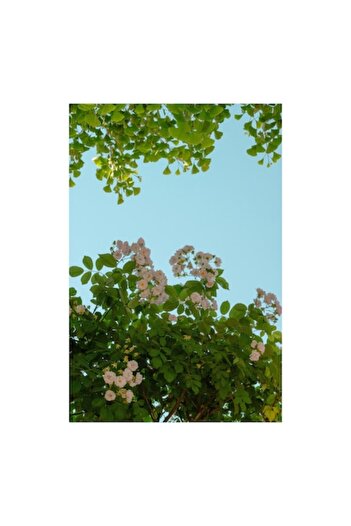 OEM Canvas Painting, 'Delicate Flowers under Clear Sky'