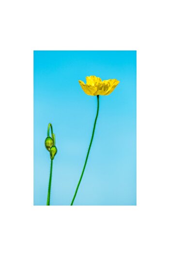 OEM Canvas Painting, 'Delicate Flower Under Clear Sky', 50 x 70 cm