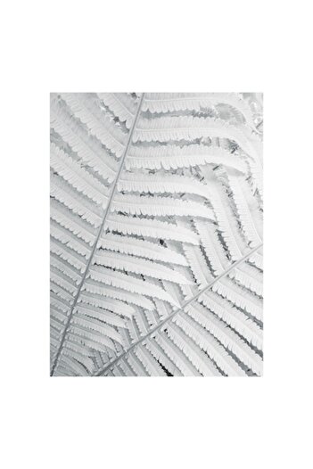 OEM Canvas Painting, 'Tapestry of Translucent Fern Leaves', Leaves, Filigree, White, Texture, Delicate,