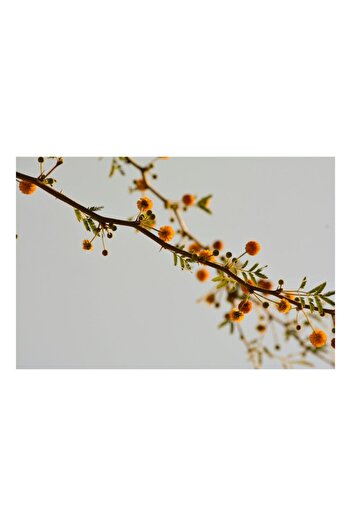 OEM Canvas Painting, 'The Delicate Branches of Late Spring', Flowers, Branch, Yellow, Leaves, Sky, Sprin