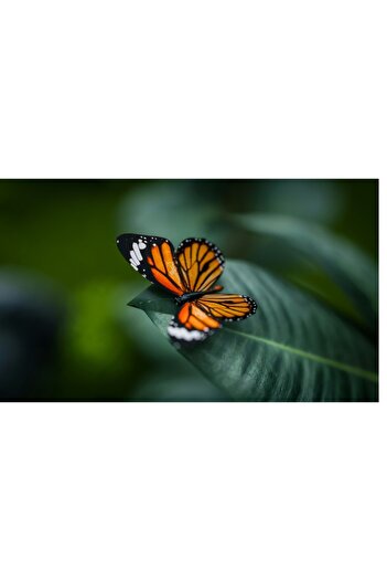 OEM Canvas Painting, 'Butterfly on Shiny Green Leaves' - Orange, Delicate, Nature, 70 x 50cm