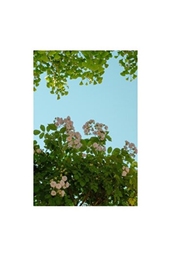 OEM Canvas Painting, "Delicate Flowers Under a Clear Sky", 100 x 100cm