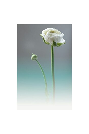 OEM Tablou Canvas, 'Floare alba in zori de zi', Floare, Boboc, Alb, Verde, Tulpina, Gradient, Delicat, C