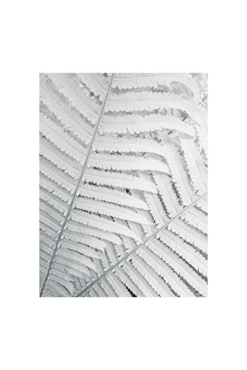 OEM Canvas Painting, 'Tapestry of Translucent Fern Leaves', Leaves, Filigree, White, Texture, Delicate,