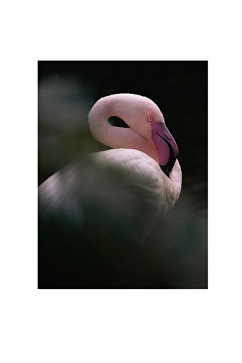 OEM Canvas Painting, 'Flamingo in Quiet Penumbra', Elegant, Graceful, Delicate