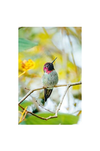 OEM Tablou Canvas, 'Zborul colibri printre culori vii', Plumaj, Vibrant, Ramura, Mic, Colorat, Delicat,