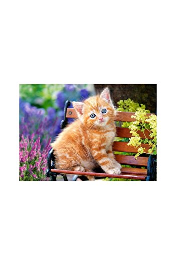 Castorland Puzzle - Ginger Kitten, 500 pieces