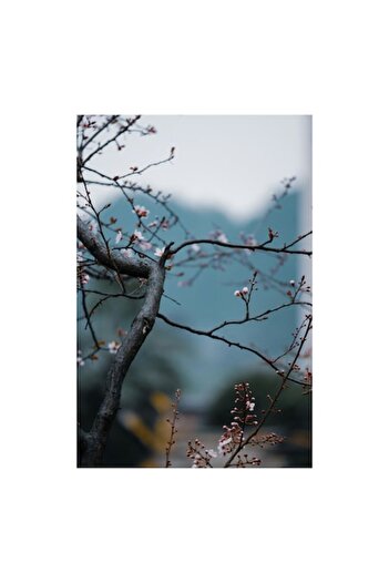 OEM Canvas Painting 'Spring Blossoms on Delicate Branches', 50 x 90 cm