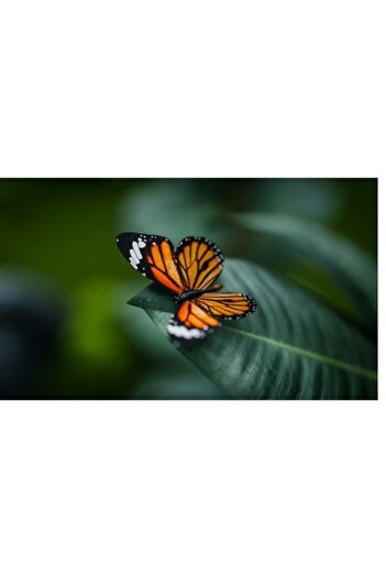 OEM Canvas Painting, 'Butterfly on Shiny Green Leaves' - Orange, Delicate, Nature, 70 x 50cm