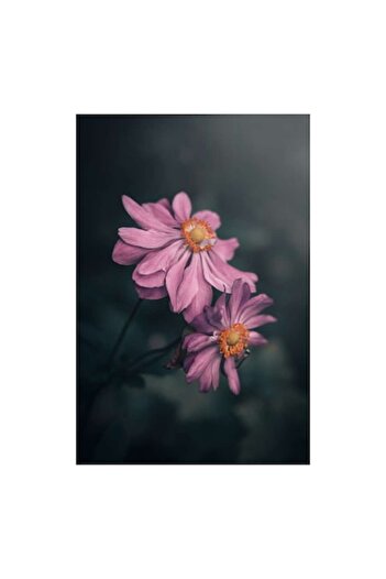 OEM Tablou Canvas, 'Petale dansand sub lumina lunii', Floare, Petale, Roz, Delicat, , Frumusete,