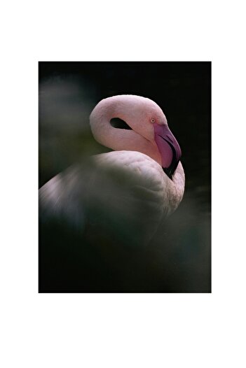 OEM Canvas Painting, 'Flamingo in Quiet Penumbra', Elegant, Graceful, Delicate