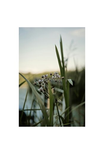 OEM Tablou Canvas, 'Delicate Flowers by Calm Water', 50 x 50cm