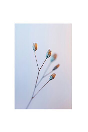 OEM Canvas Painting, 'Delicate Beauty of Dried Flowers'