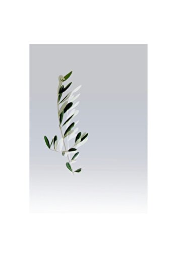 OEM Tablou Canvas, 'Frunze delicate pe fond gri', Ramura, Frunze, Verde, Minimalism, Natura, Simplu, Ele