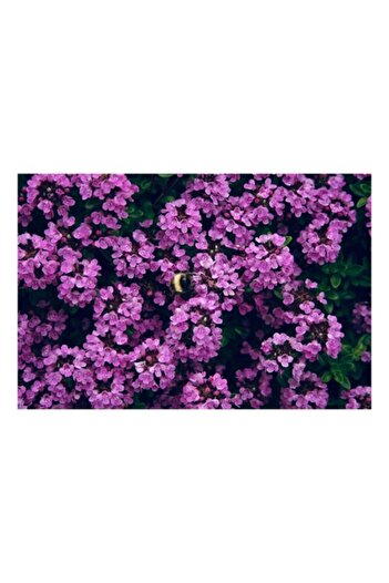 OEM Tablou Canvas, 'Albine printre florile de liliac', Flori, Mov, Albina, Natura, Delicat, Viu, Plante,