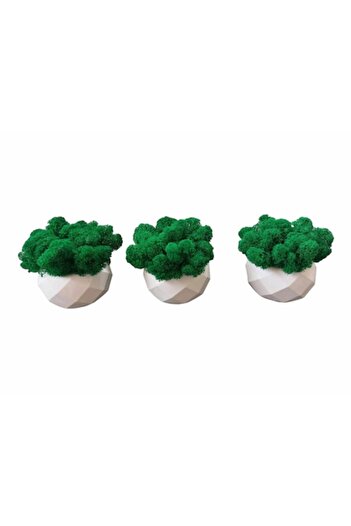 OEM Aranjament floral cu mușchi stabilizat premium, set de 3 piese, H10 cm, alb