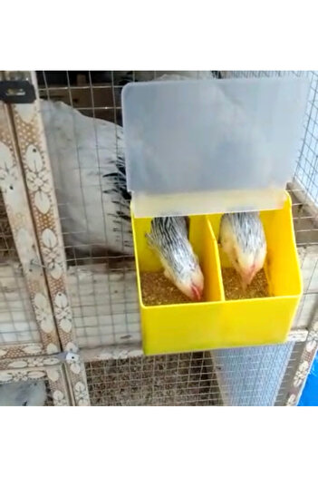 NO18 Bird Feeder, Two Hole Feeder, Pigeon Feeder.