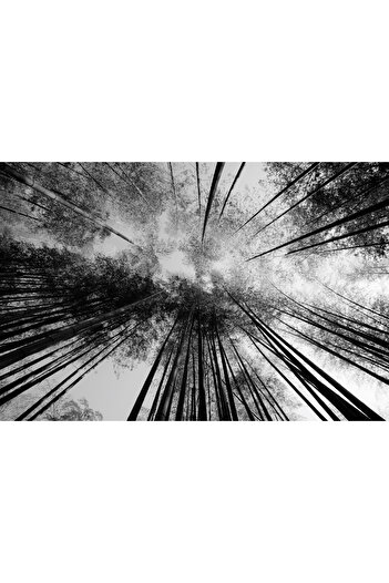 Harikabirev Amazing | Black&White Color Trees Model | Framed Tempered Glass Table Single Horizontal