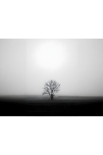 Harikabirev Amazing | Black&White Color Alone Tree Model | Framed Tempered Glass Table Single Horizontal