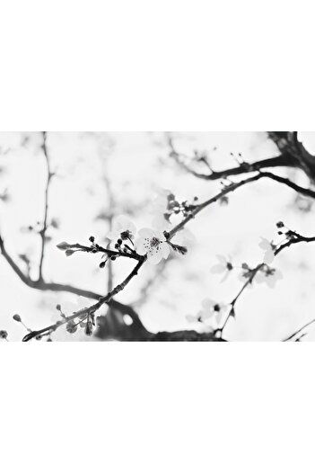 Harikabirev Amazing | Black&White Color Flower Tree Model | Framed Tempered Glass Table Single Horizontal